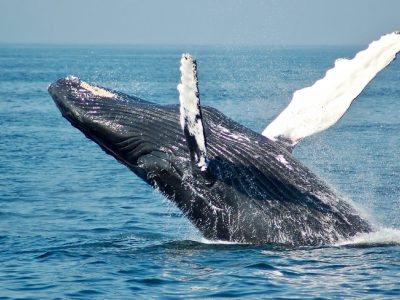 Whale wachting