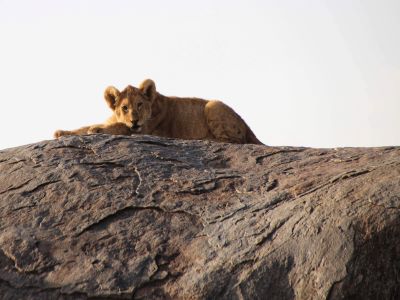 Kenya-Lion-Rock