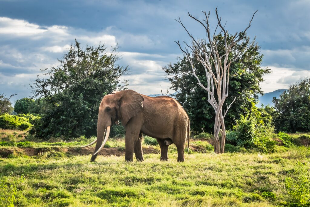 Elefant In Kenia