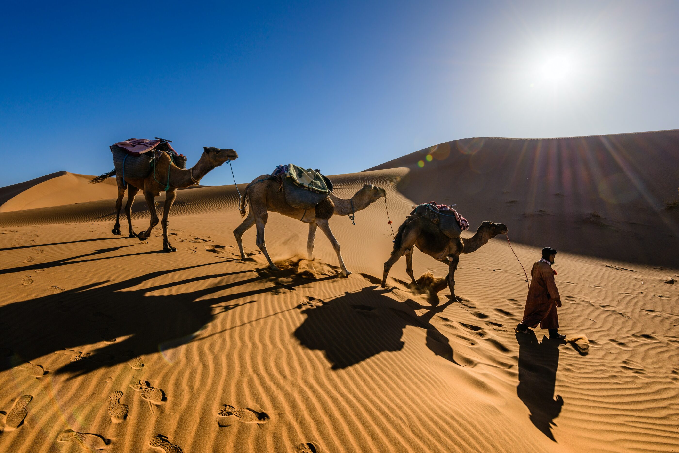Kamele In Der Wüste